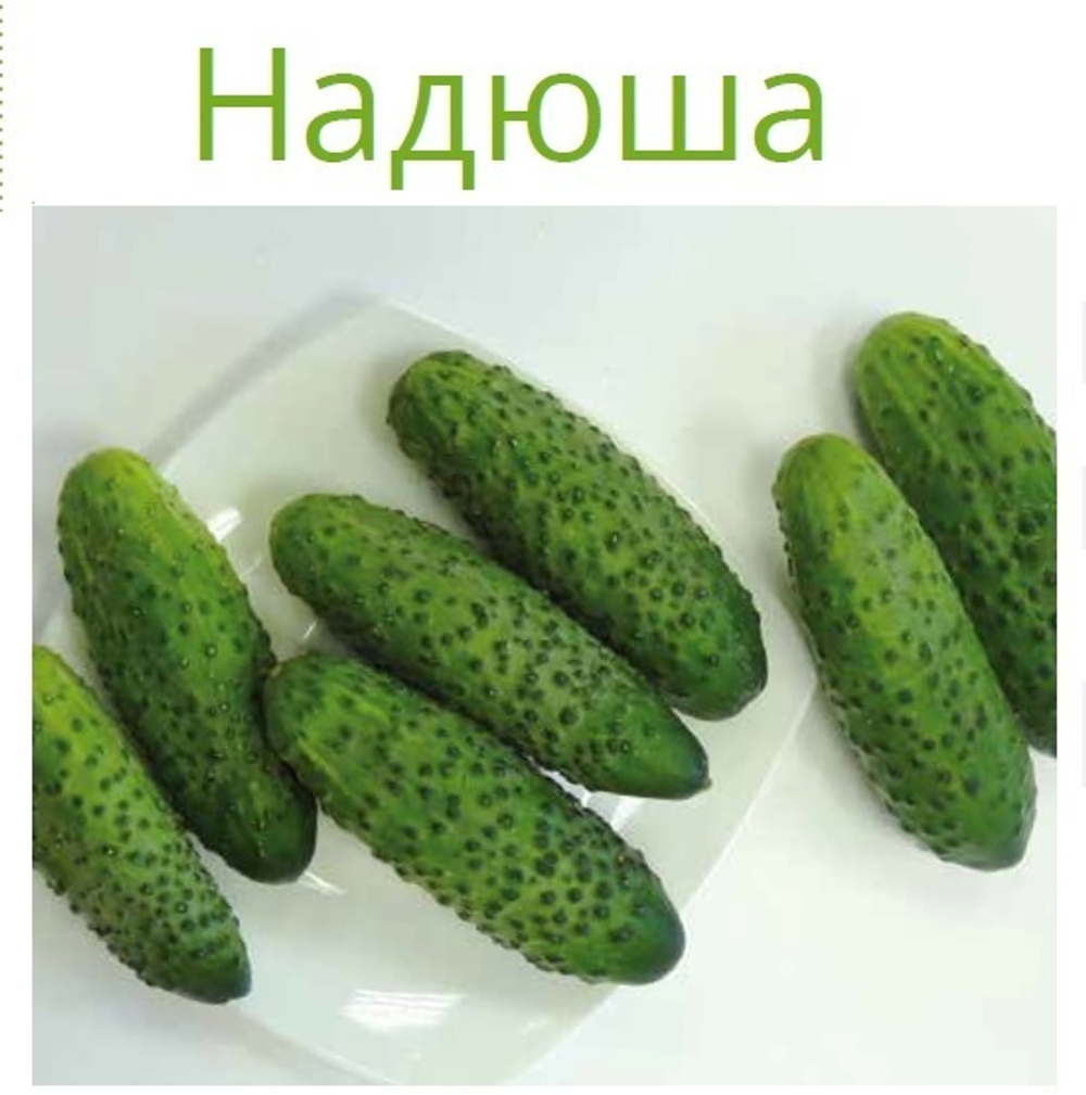 Надюша F1 семена огурца пчелоопыляемого (Seminis / Семинис)