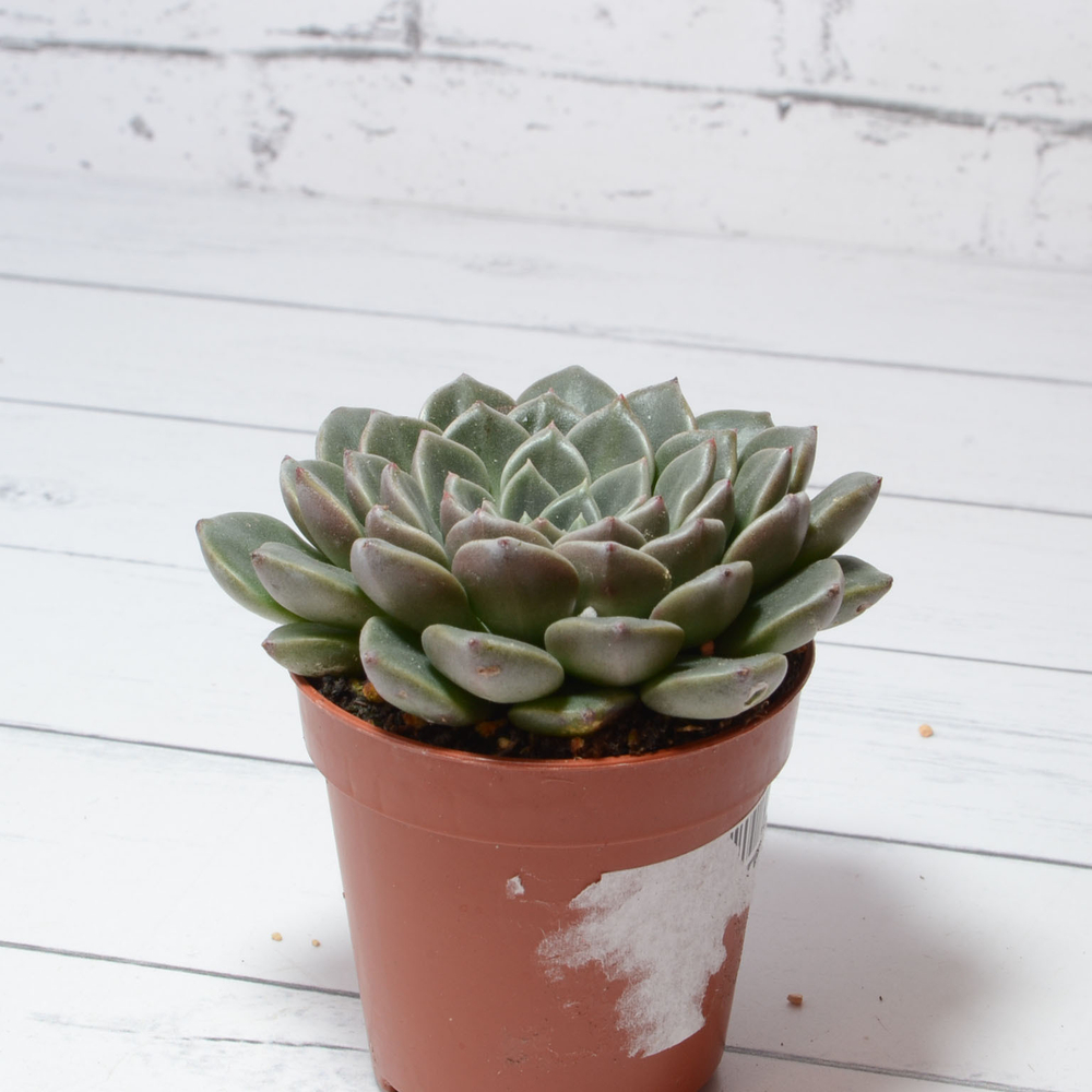 Graptopetalum Vega (Граптопеталлум)