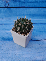 Parodia Mammulosa (Пародия)