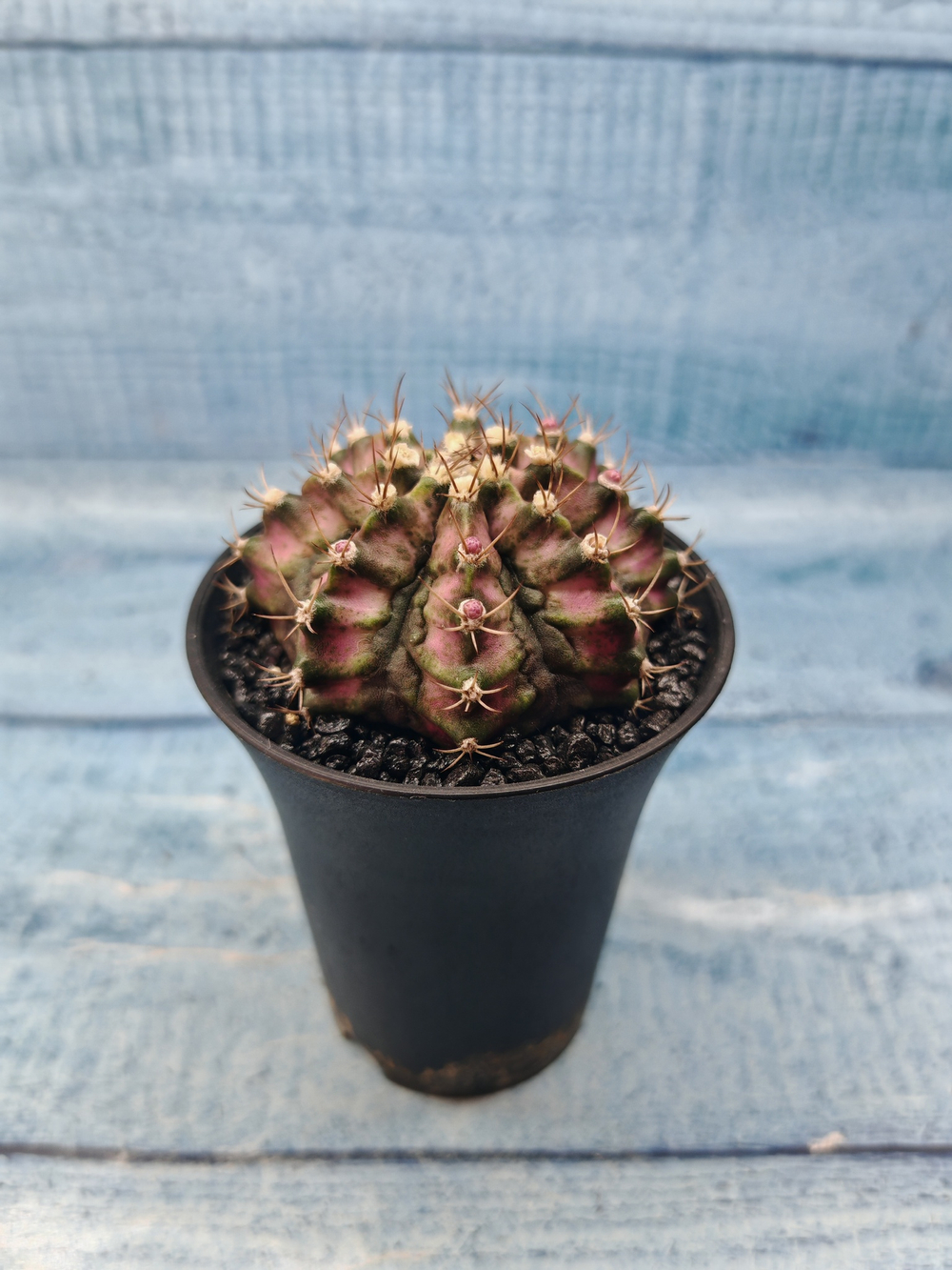 Gymnocalycium T-Rex Pink hybride (Гимнокалициум)