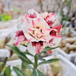 Адениум FYNEEN