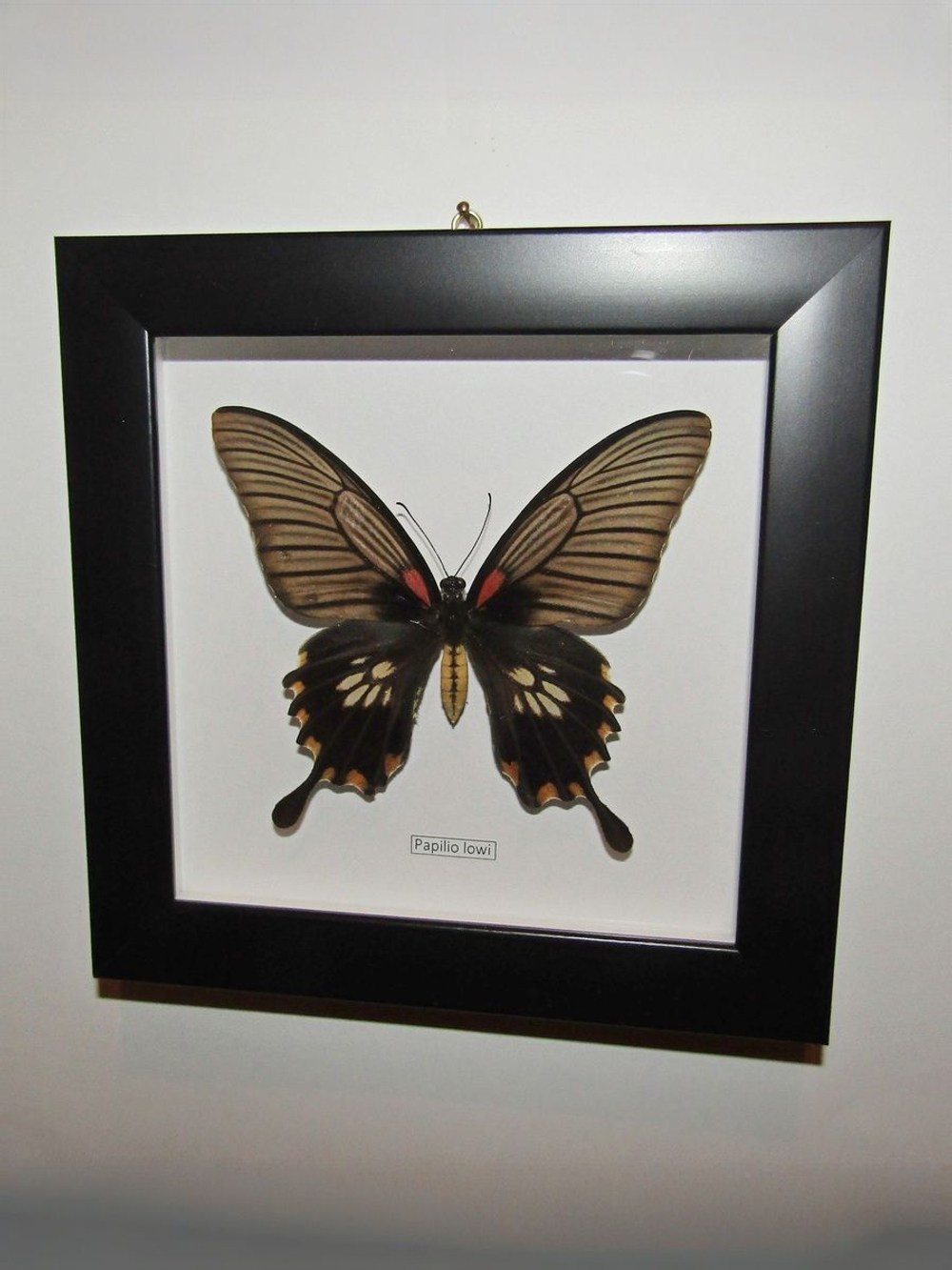 Бабочка Papilio lowi самка в рамке
