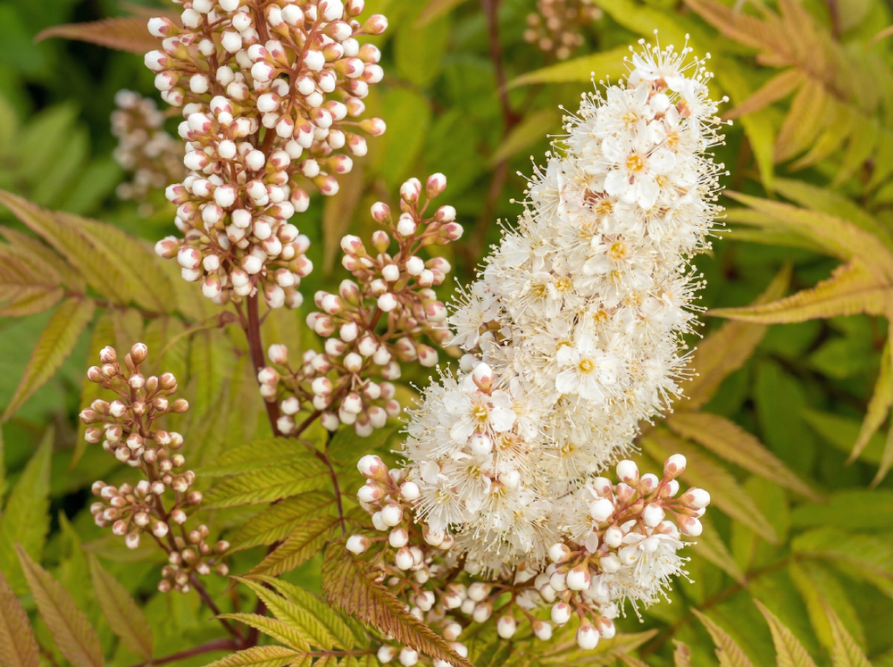 Рябинник рябинолистный «Sem»