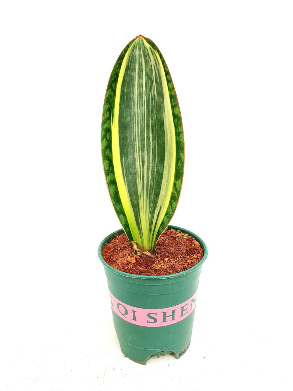 Сансевиерия