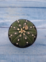 Astrophytum Asterias (Астрофитум)