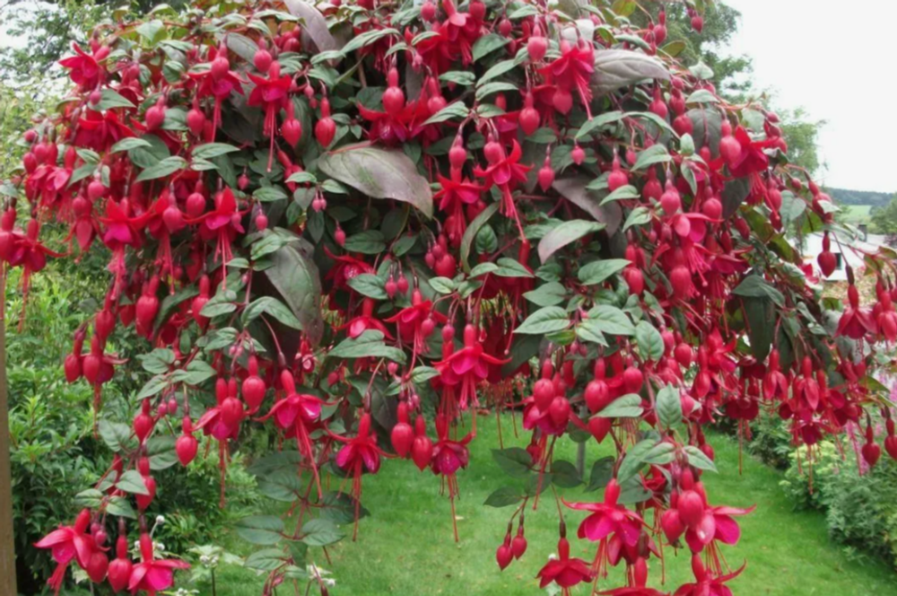 Фуксия Маринка 5 срезов неукорененные черенки