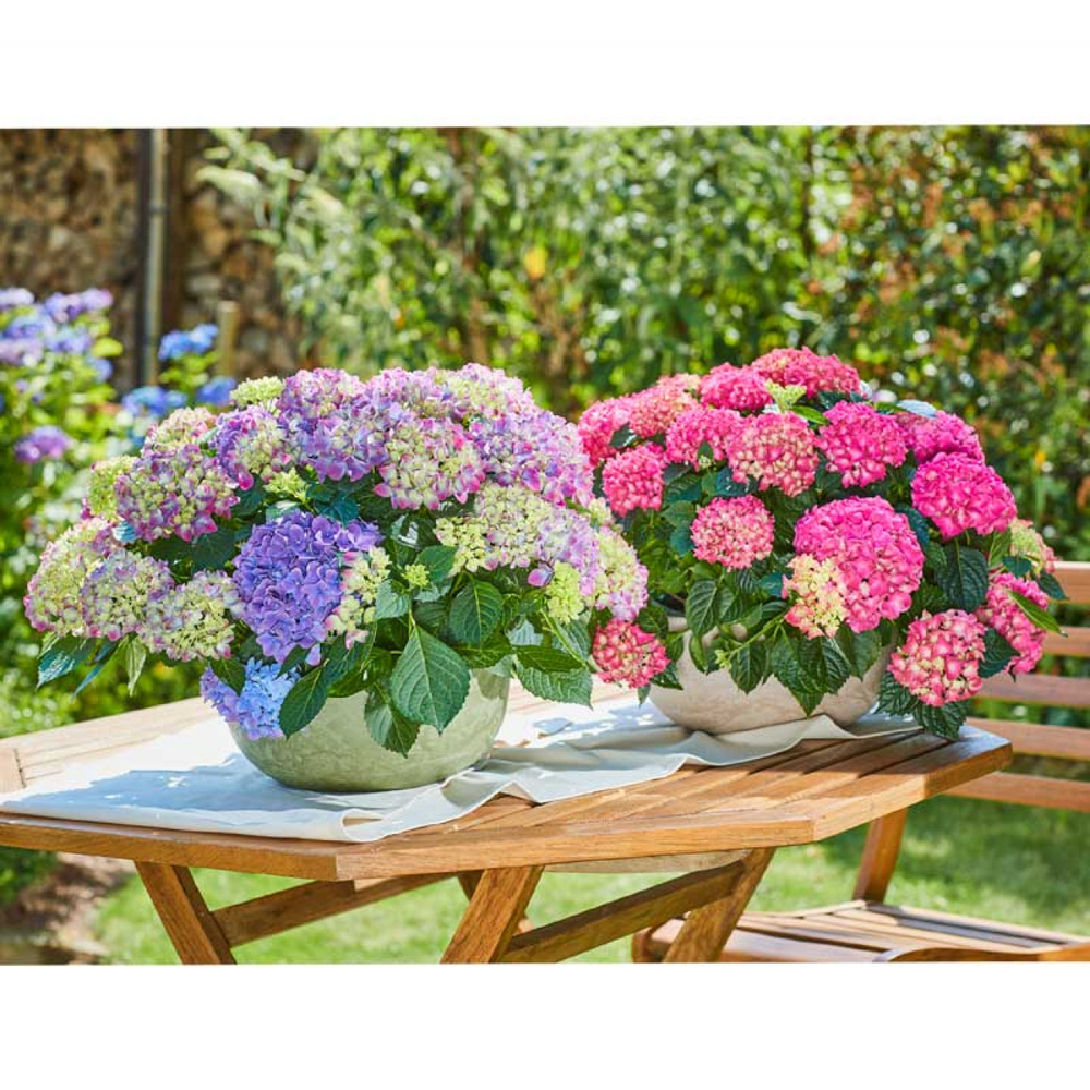 Гортензия крупнолистная Таблетензия Пурпл Р9 Закупка М58 апрель 2026