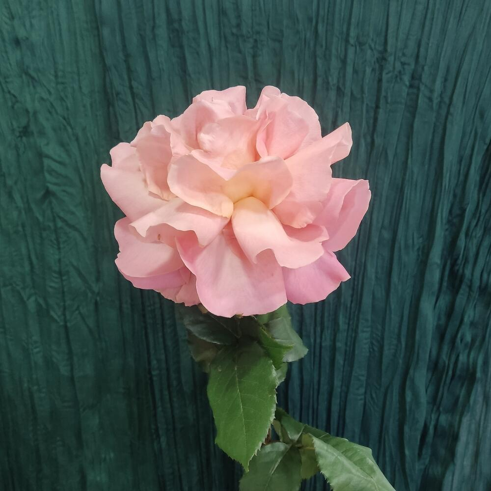 Розовая французская роза 1 шт.