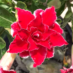 Адениум обесум 376