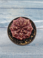 Gymnocalycium Daydream (Гимнокалициум)