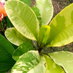 Плюмерия VAR / GOLDEN GEM