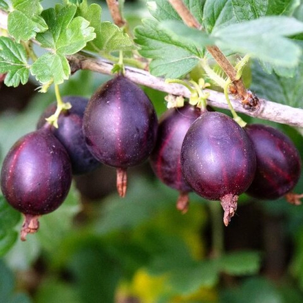 Крыжовник Северный капитан