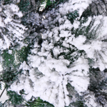 Ёлка «Морозко» 180 см, белая снежная посыпка (600 веток)