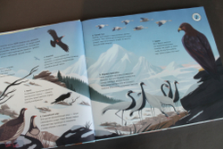 Звуки природы. Птицы