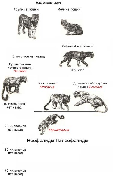 Происхождение кошек