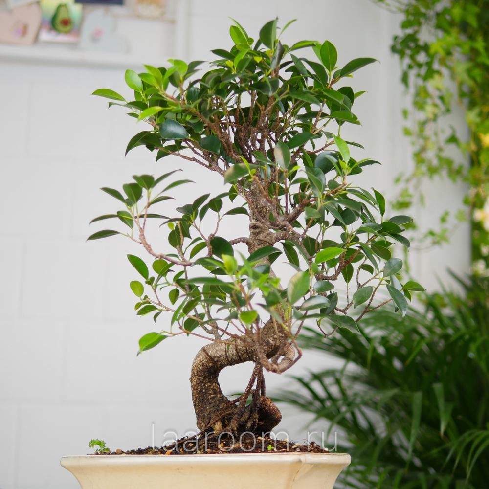 Бонсай Фикус 50см