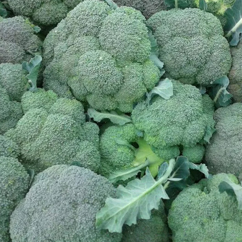 Монако F1 семена капусты брокколи (Syngenta / Сингента)