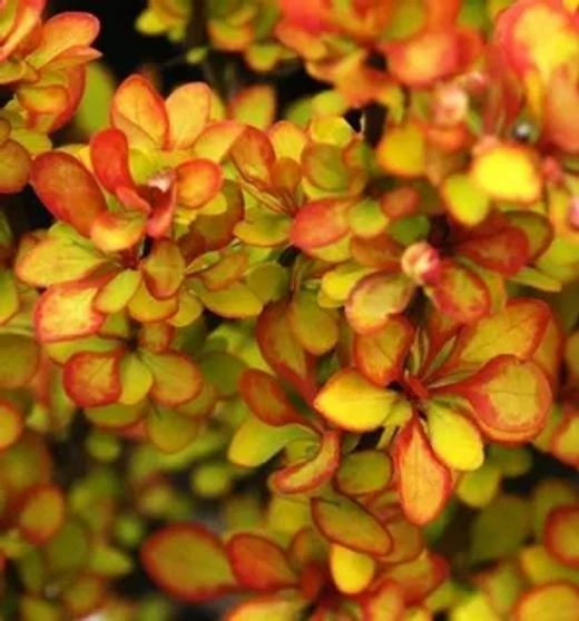 Барбарис Тунберга Саммер Сансет С3 Закупка М60 июнь 2026