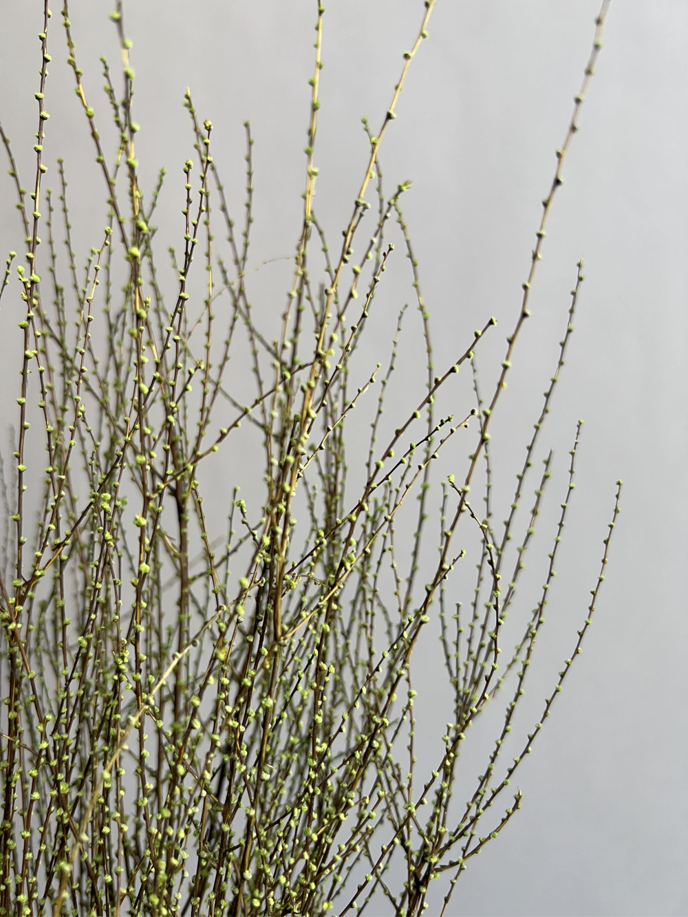 Вереск зеленый