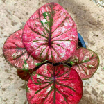 Каладиум THUAI FU