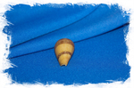 Conus lamarckii