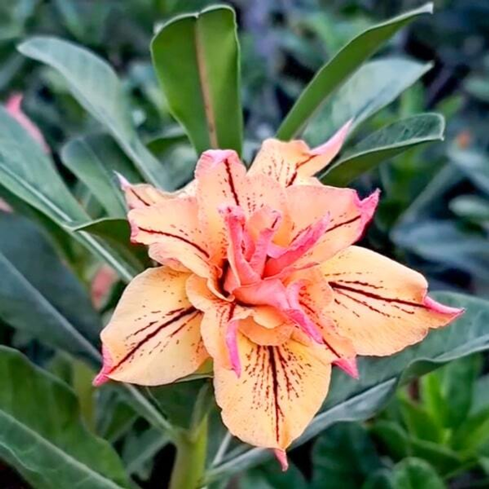 Адениум IRIANA