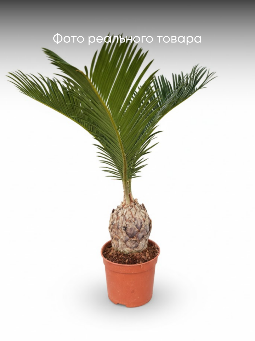 Цикас д.11,5