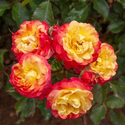 Файербирд (Firebird)