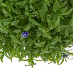 GAEM Цветочная композиция "Шар Самшит", L18 W18 H18 см