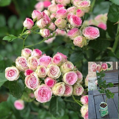 Роза Мими Эден спрей, саженец с ЗКС.