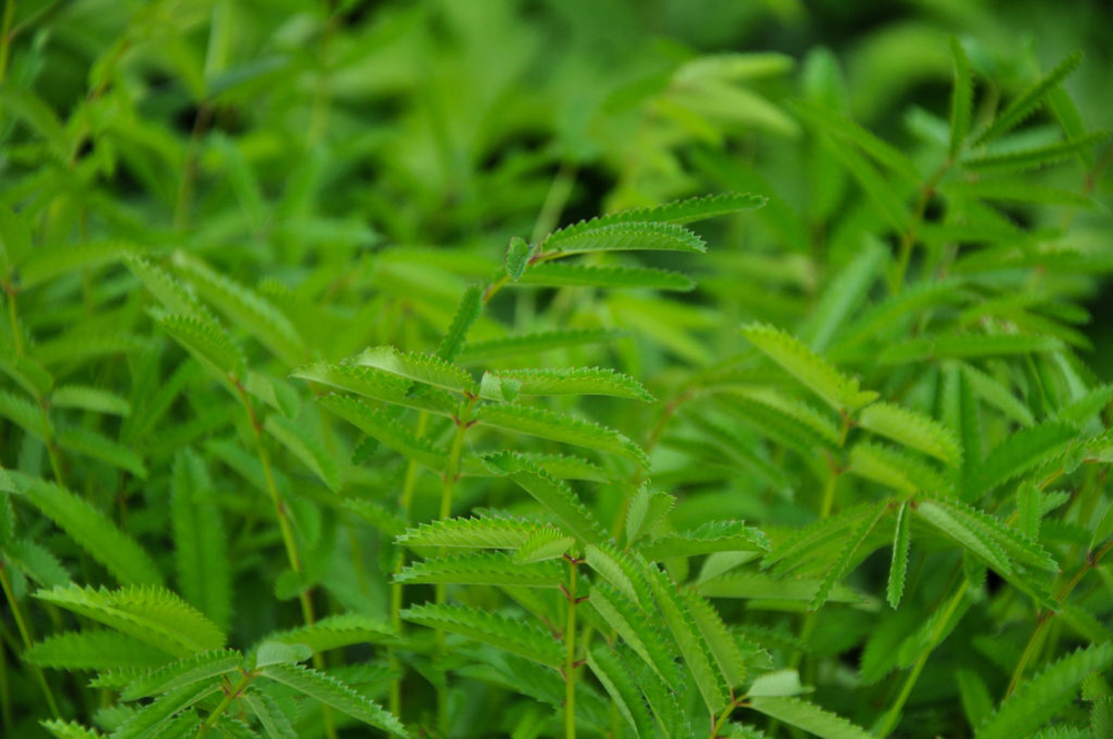 Кровохлебка лекарственная "Tanna". Sanguisorba officinalis "Tanna".