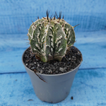 Astrophytum Myriostigma cv. Fukuryu (Астрофитум)