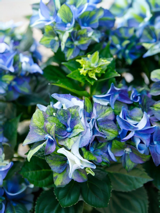 Гортензия крупнолистная королевская коллекция Леди Мата Хари Блю С2 Закупка М31 апрель 2026