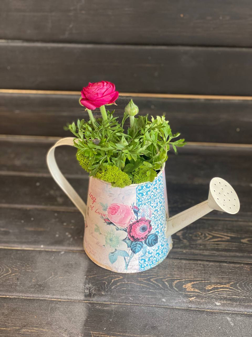 Ранункулюс в лейке