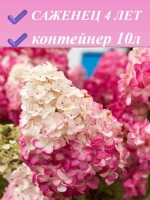 Фрайз Мельба гортензия метельчатая