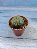 Euphoria Obesa (Эуфорбия)