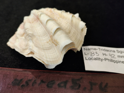 Тридакна Сквамоса "90-110 -125 мм"