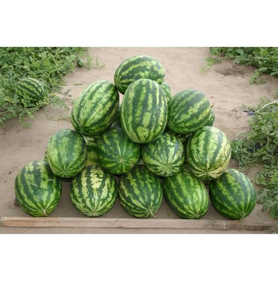 Леди F1 семена арбуза Nunhems – фото 2