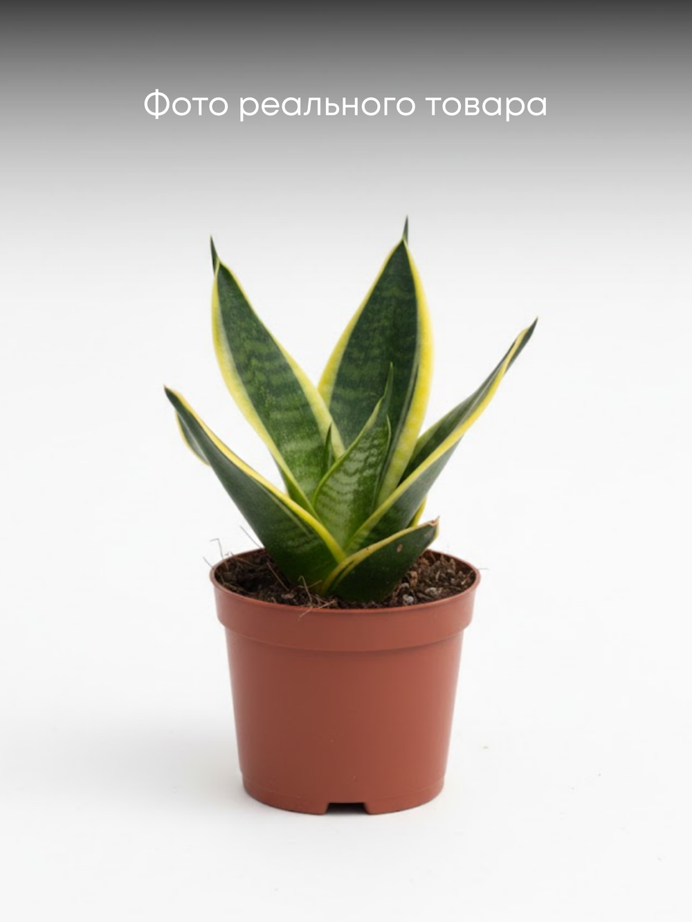 Сансевиерия Single Head Lotus Orc