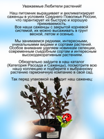 Седум Санспаклер Даззлеберри очиток многолетний