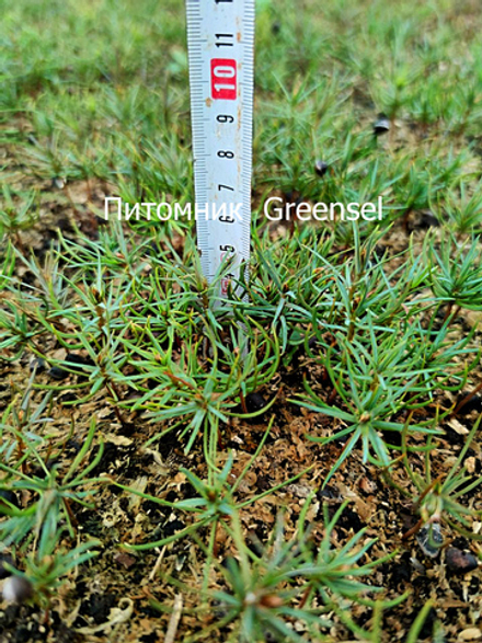 Кедровый стланик. Однолетние сеянцы. Оптом от 100 штук.