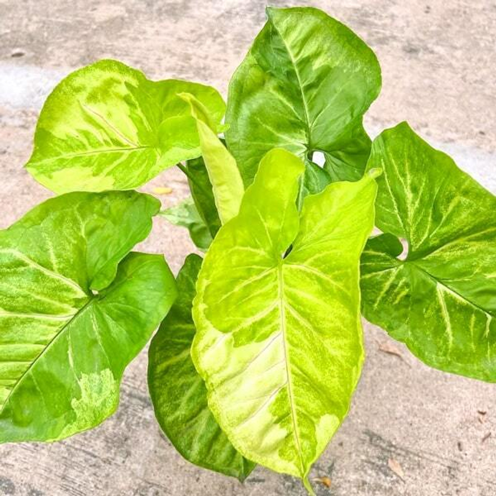 Сингониум MANGO LAVA