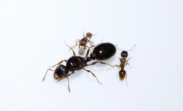 Tetramorium caespitum