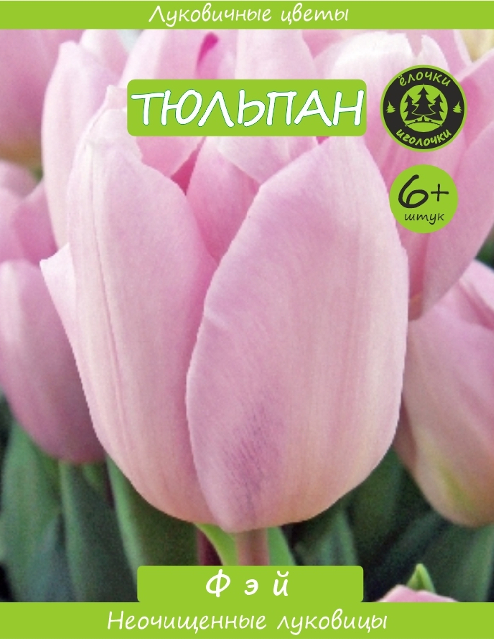 Тюльпан Луковица, Фэй, 6+ шт
