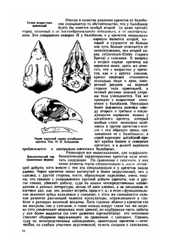 Сокола-кречеты | Г. П. Дементьев