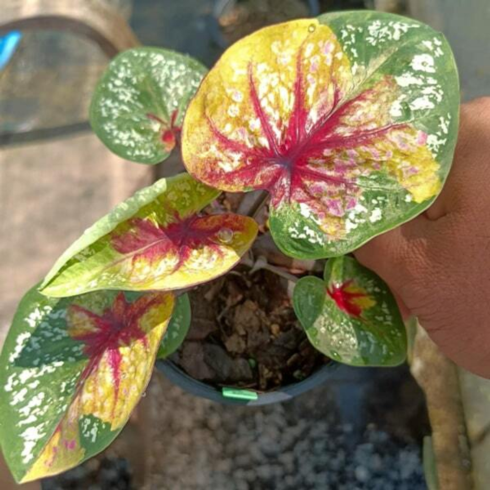 Каладиум GESORN PHUMARIN