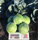 Гальватрон F1 семена капусты белокочанной (Seminis / Семинис)