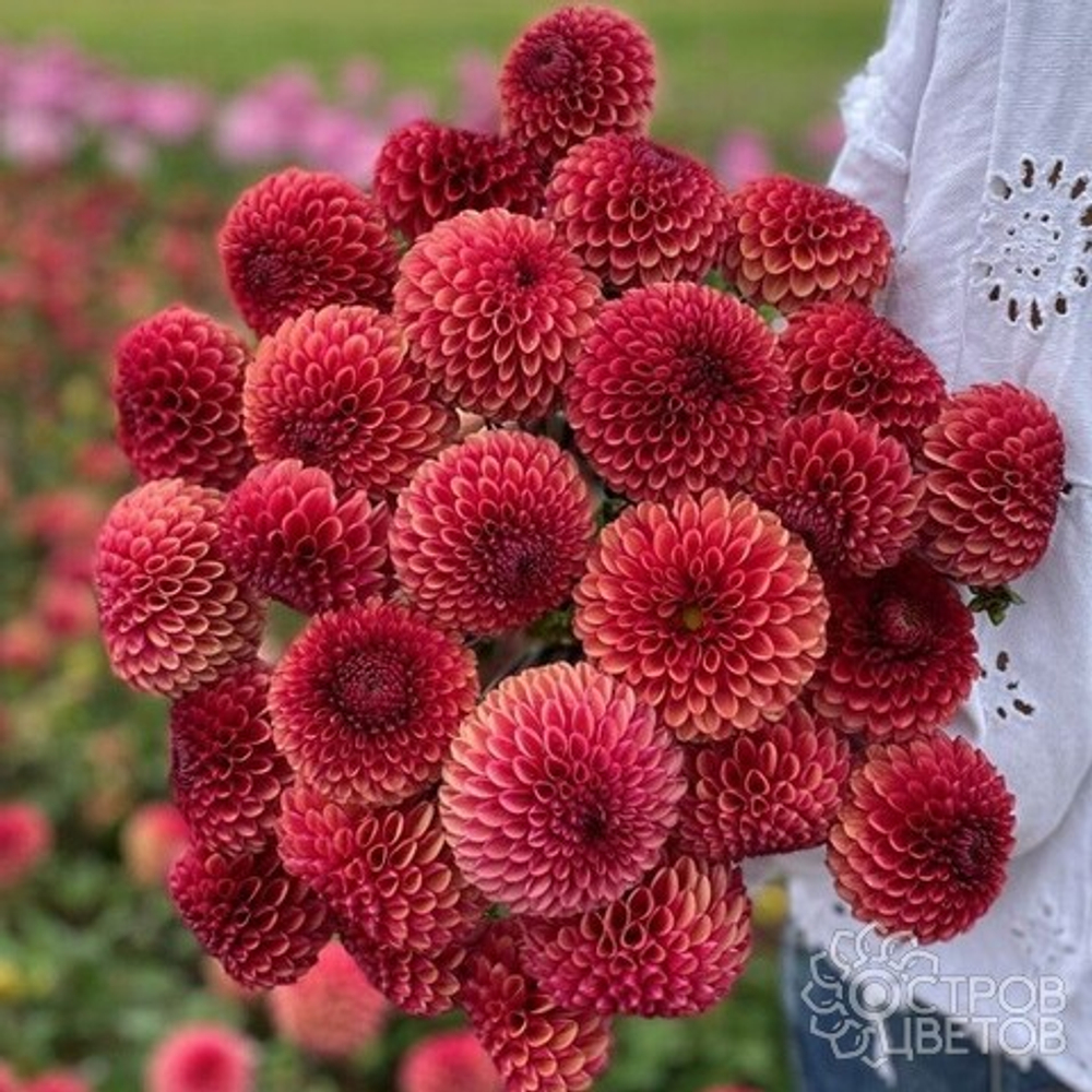 Георгин Copper Boy (корень) Закупка М55 апрель 2026