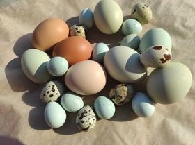 Куриные и перепелиные яйца