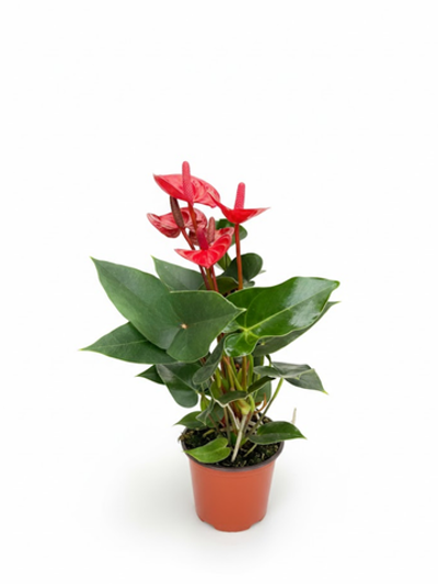 Антуриум Хiao Qiao д.12